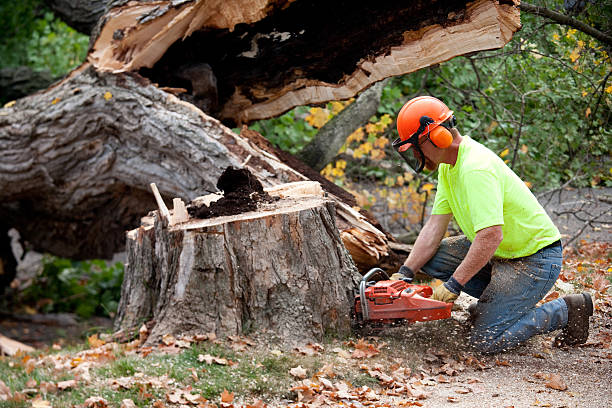 Professional Tree Services in Independence, OR